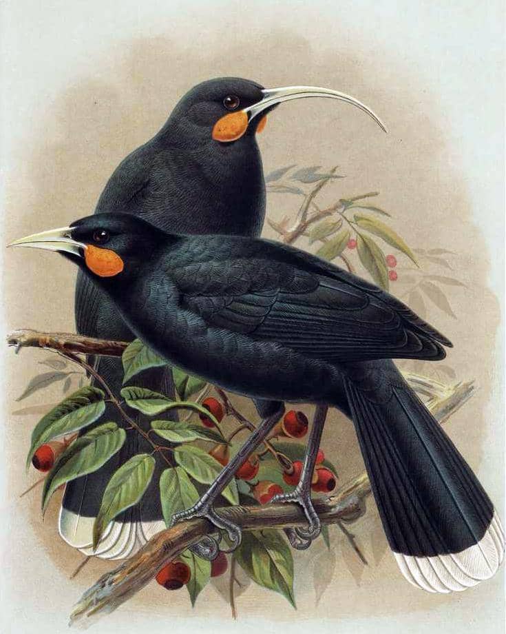 ilustrasi Huia sedang mencari makan