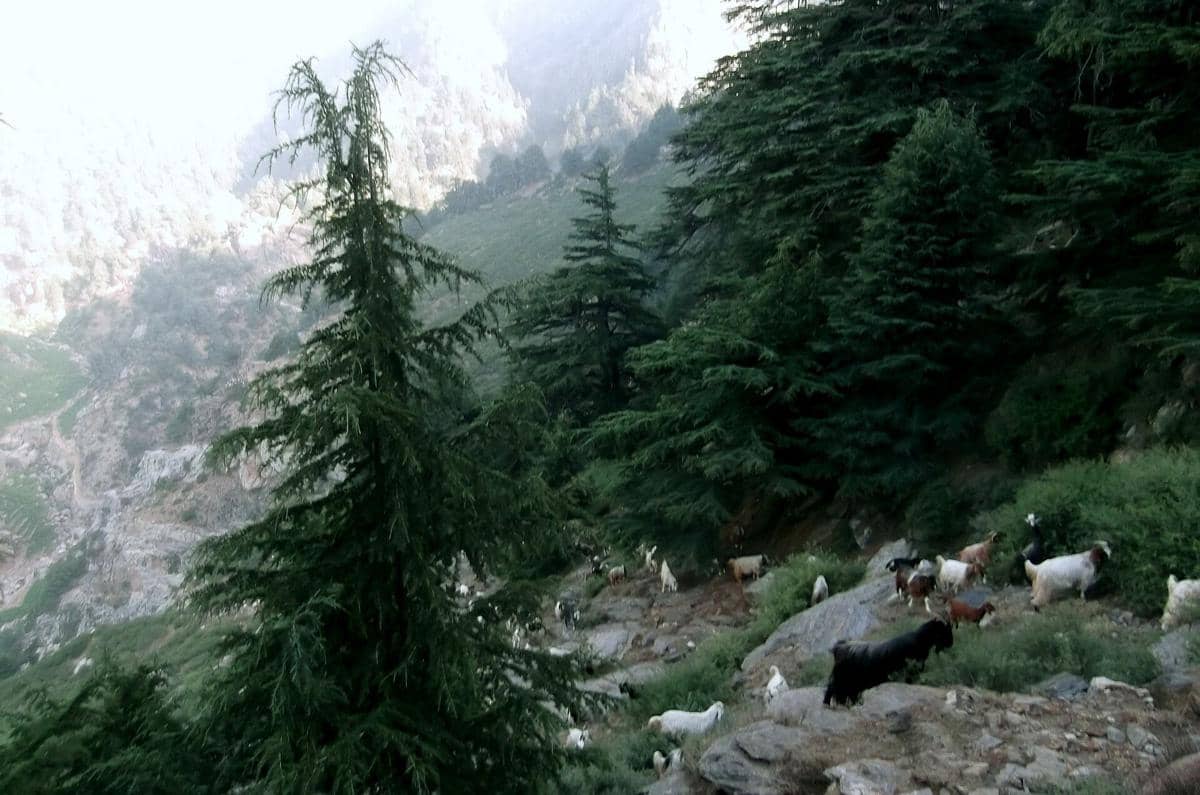 Wilayah hutan di Provinsi Nuristan, Pakistan.