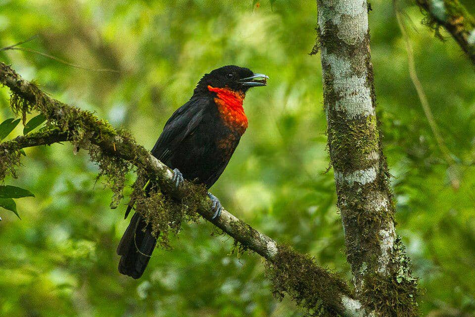 5 Fakta Red Ruffed Fruitcrow, Burung Hutan dengan Tenggorokan Merah