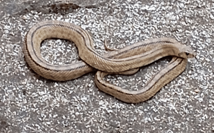 Culebra Bastarda