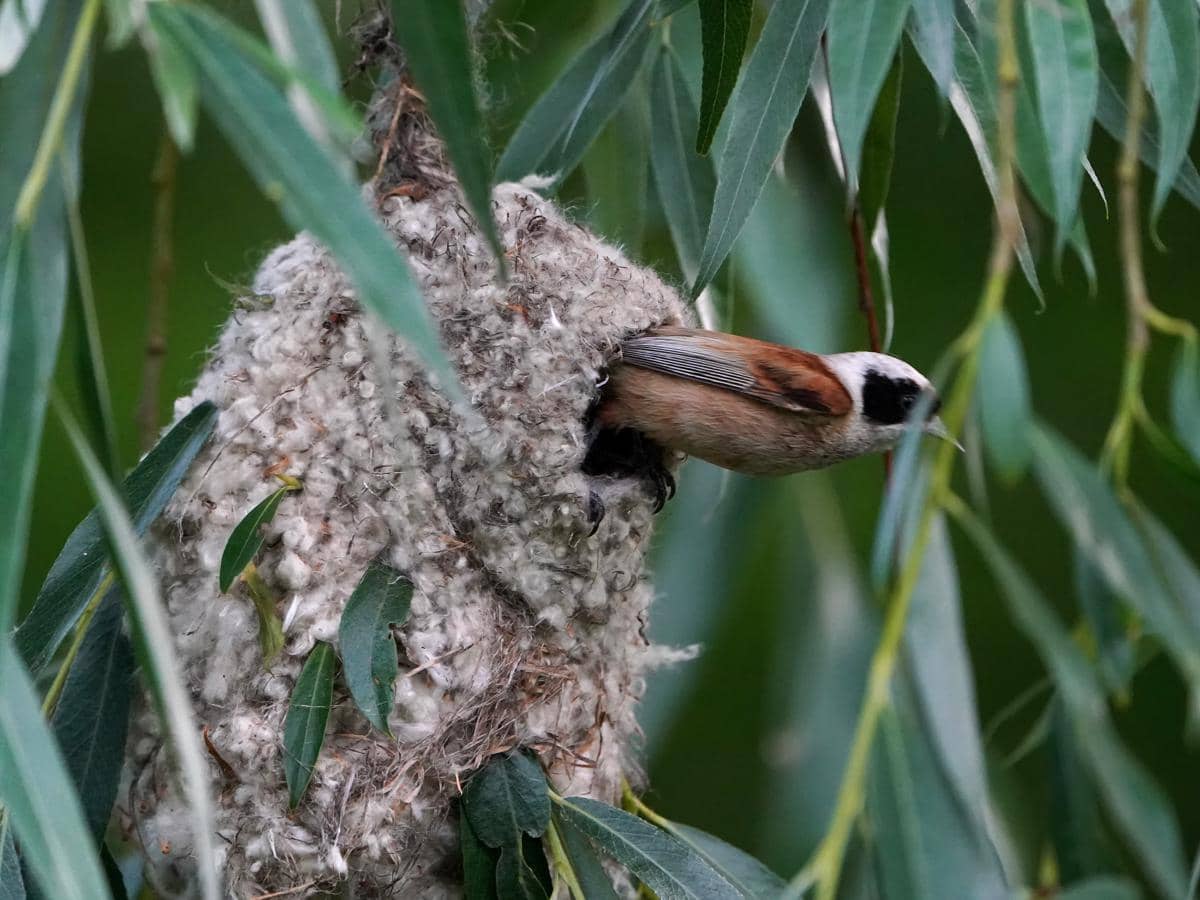 sarang penduline tit