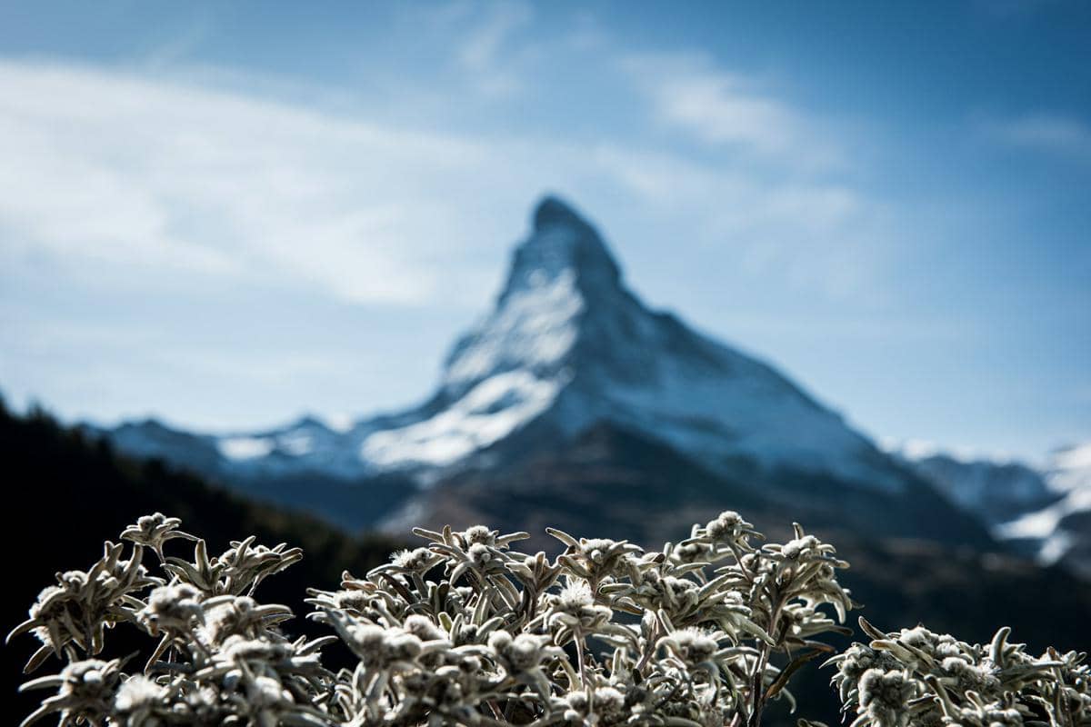 ilustrasi edelweiss