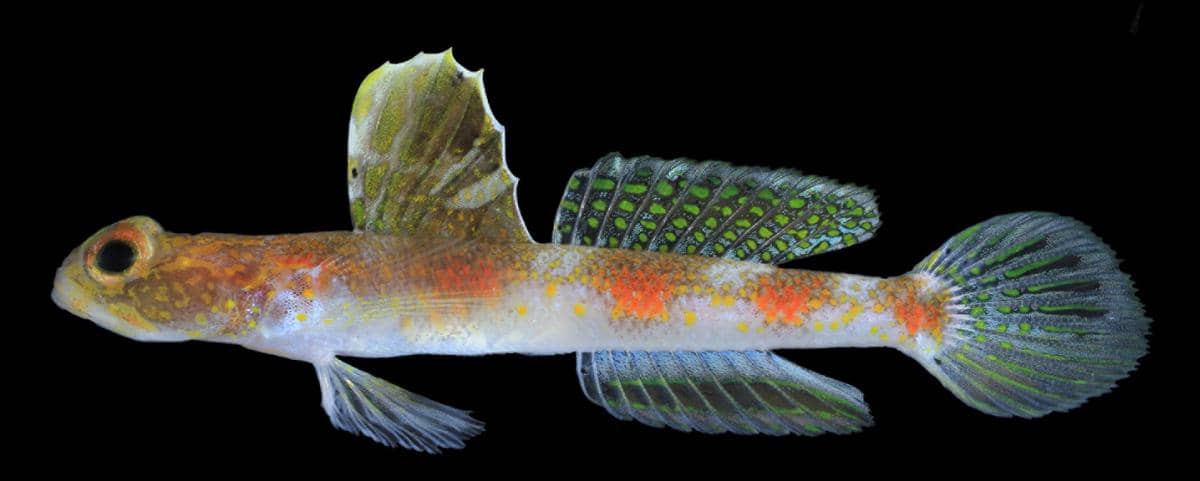 Tomiyamichthtys oriens_MZB 28903_female_35.5 mm SL.jpg