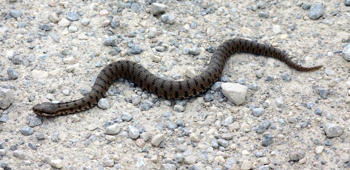 Potret ular Vipera aspis