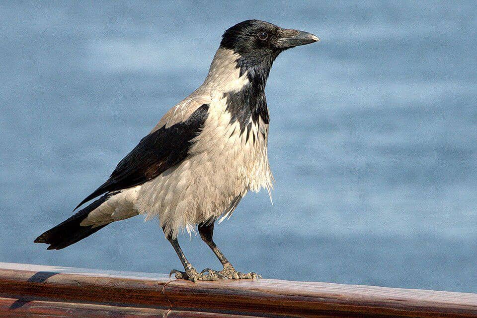 Corvus corone cornix