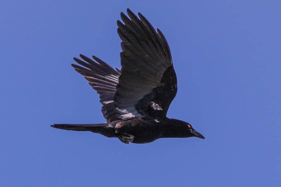 Corvus leucognaphalus 