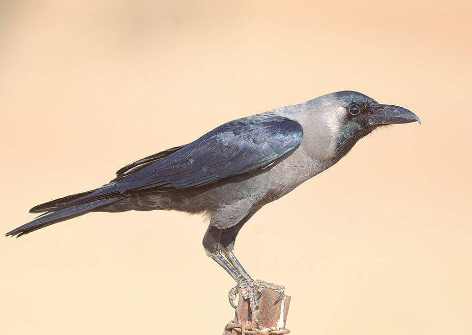 Corvus splendens
