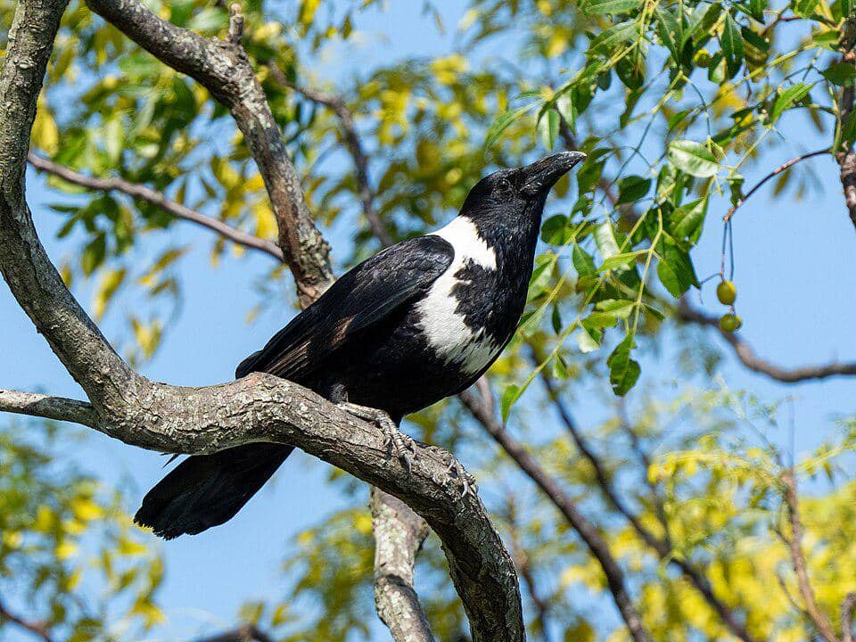 Corvus torquatus yang bertengger di pohon