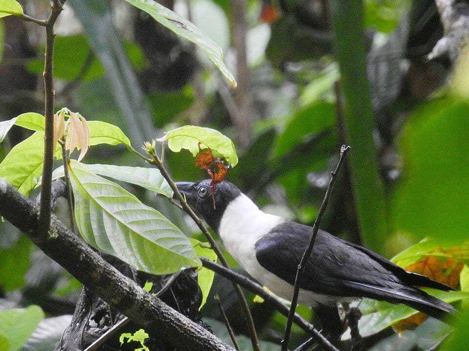 Corvus typicus