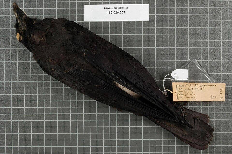 Corvus violaceus
