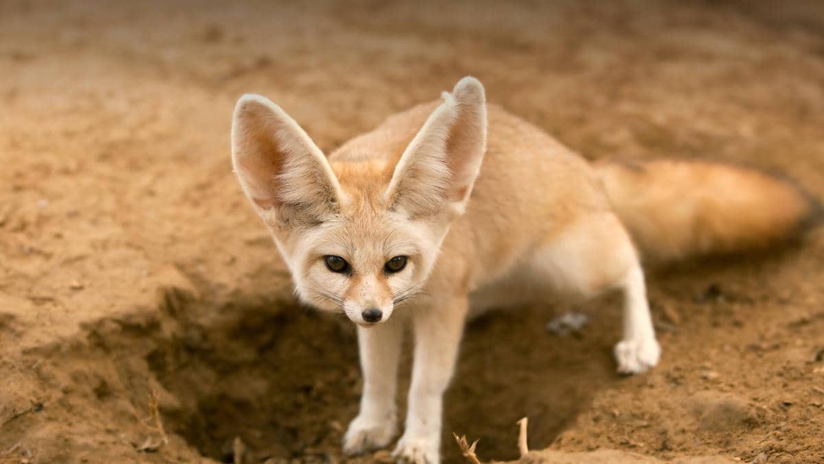 ilustrasi rubah fennec