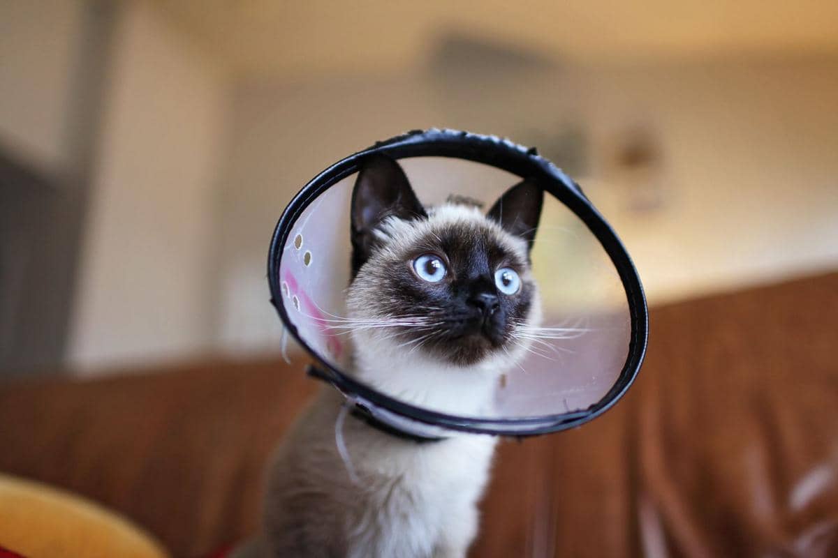 ilustrasi kucing pakai e-collar