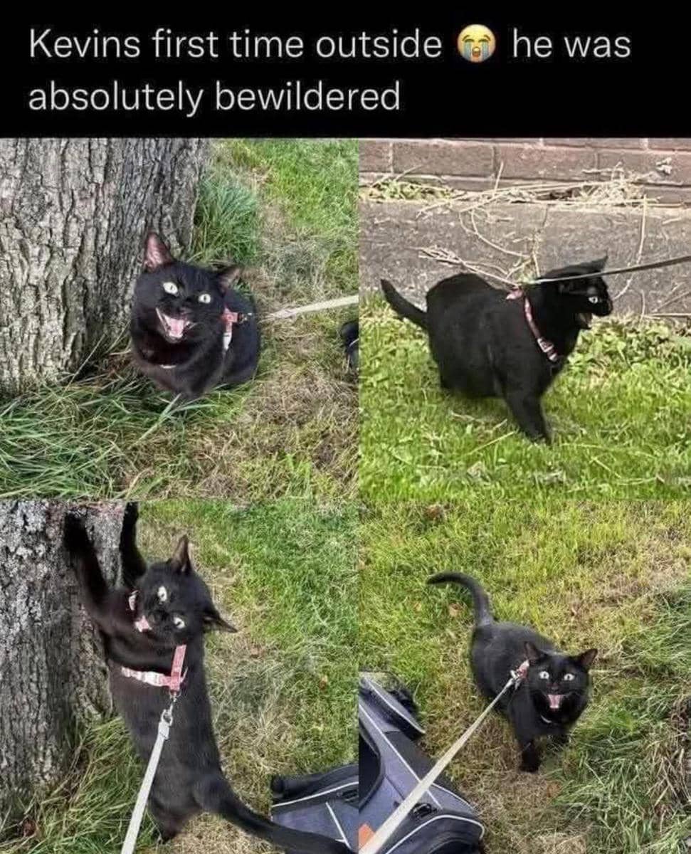 meme kucing di luar rumah