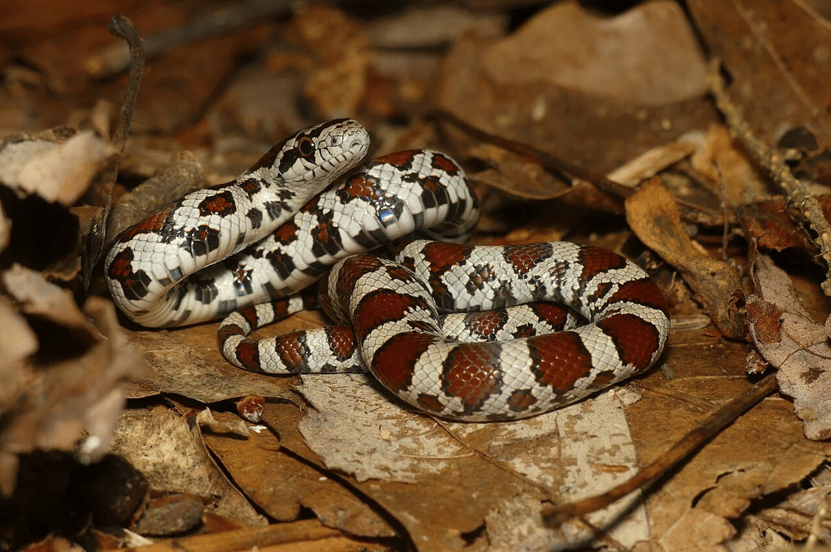 ular susu