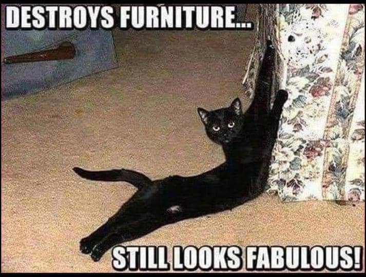 8 Meme Kucing dan Furnitur, Semuanya Dirusakin, dong!