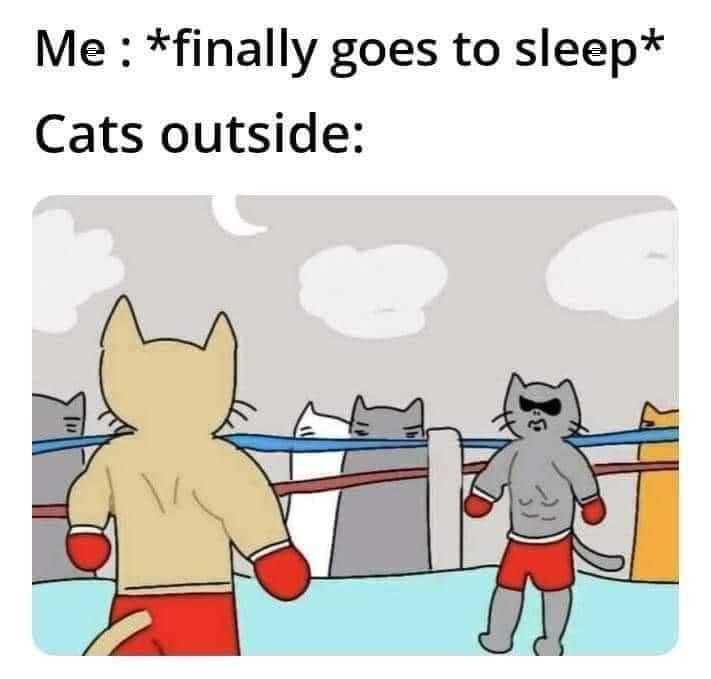 meme kucing di luar rumah