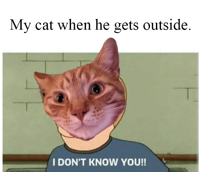 meme kucing di luar rumah