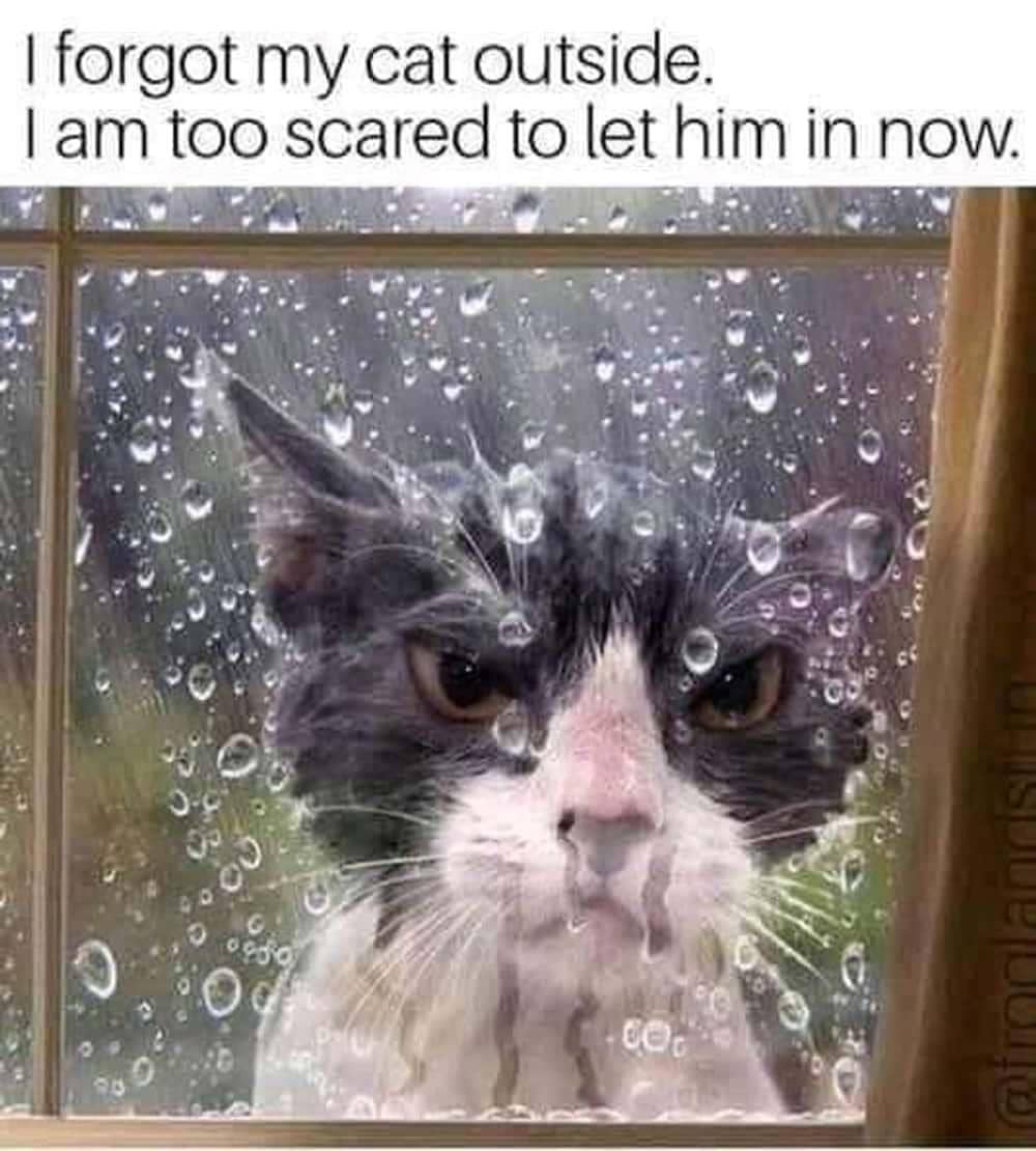 meme kucing di luar rumah