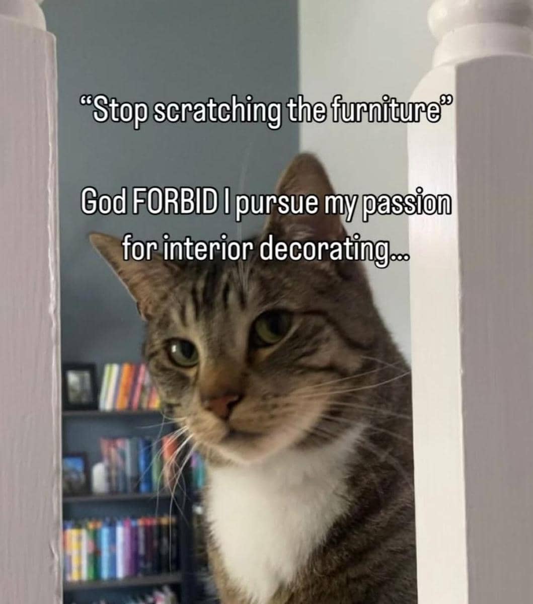 meme kucing dan furnitur