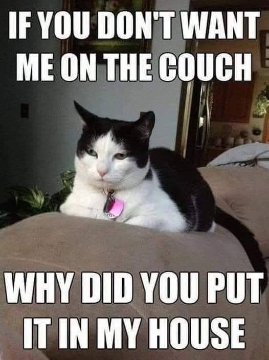 meme kucing dan furnitur