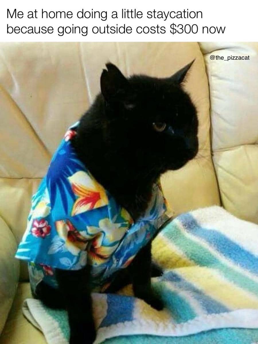 meme kucing di luar rumah