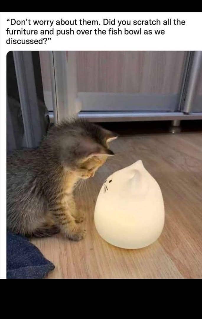 meme kucing dan furnitur