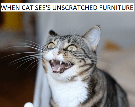 meme kucing dan furnitur