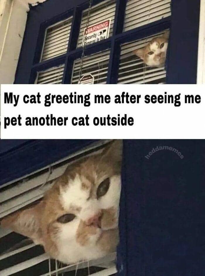 meme kucing di luar rumah