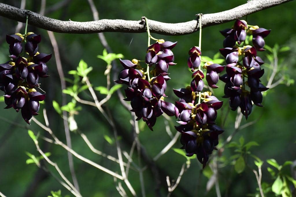 Tanaman Mucuna sempervirens