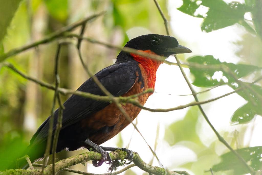 Burung Pyroderus scutatus
