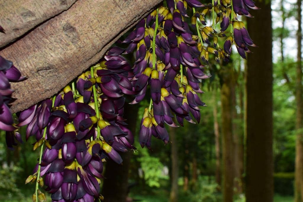 Tanaman Mucuna sempervirens