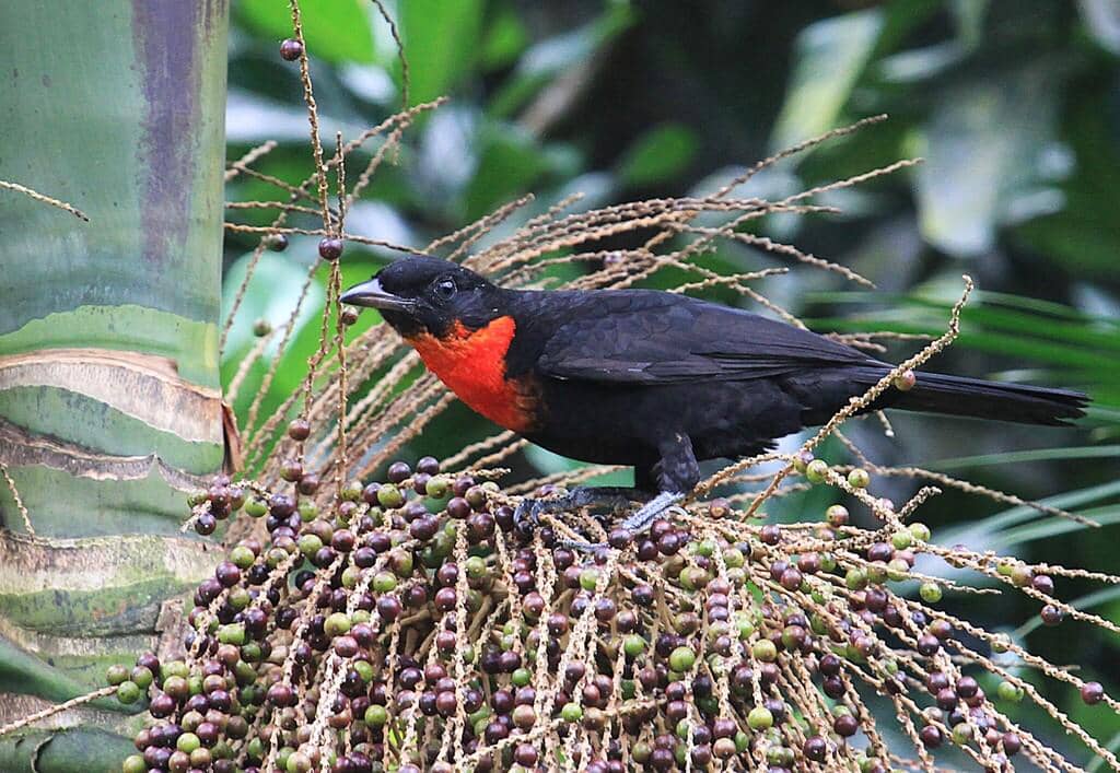 Burung Pyroderus scutatus