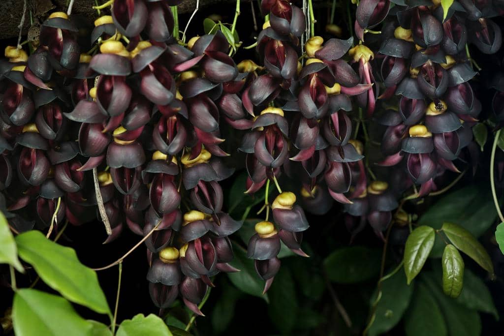 Tanaman Mucuna sempervirens