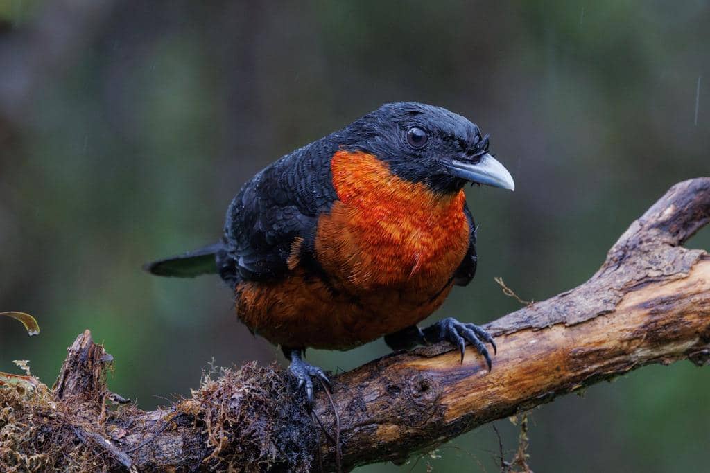 Burung Pyroderus scutatus
