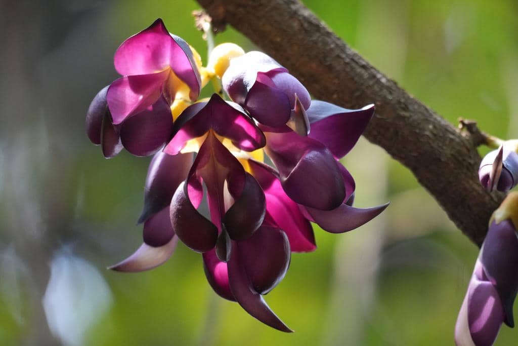 5 Fakta Mucuna Sempervirens, Tanaman Hutan dengan Bunga yang Eksotis