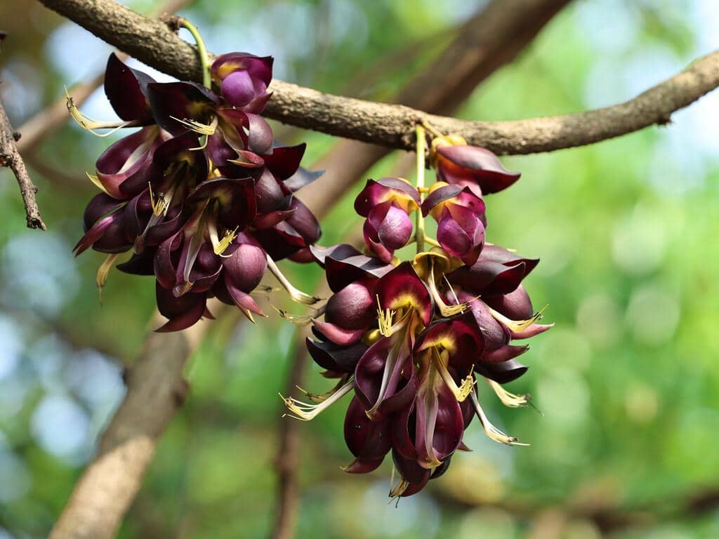 Tanaman Mucuna sempervirens