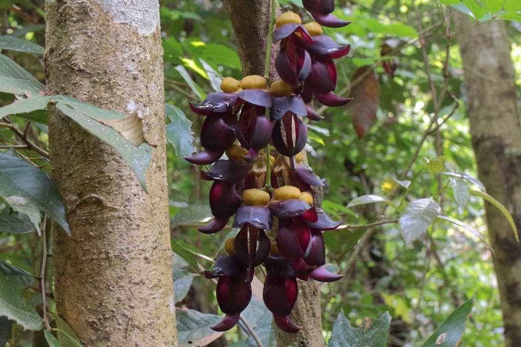 Tanaman Mucuna sempervirens