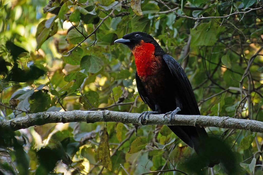Burung Pyroderus scutatus