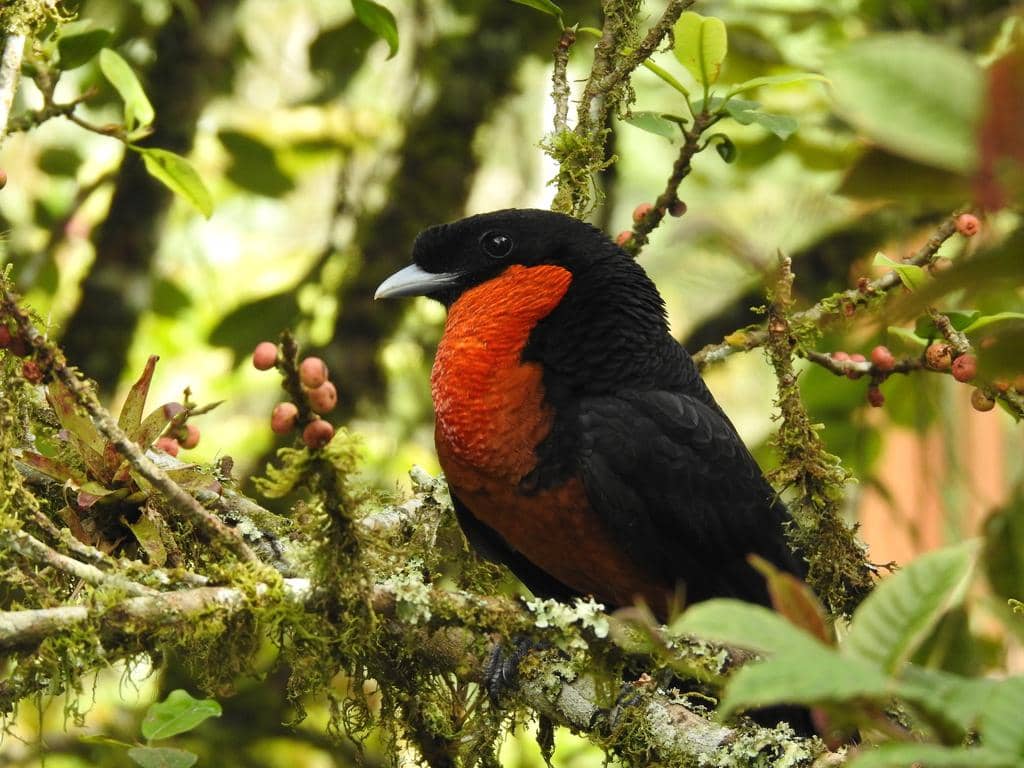 Burung Pyroderus scutatus