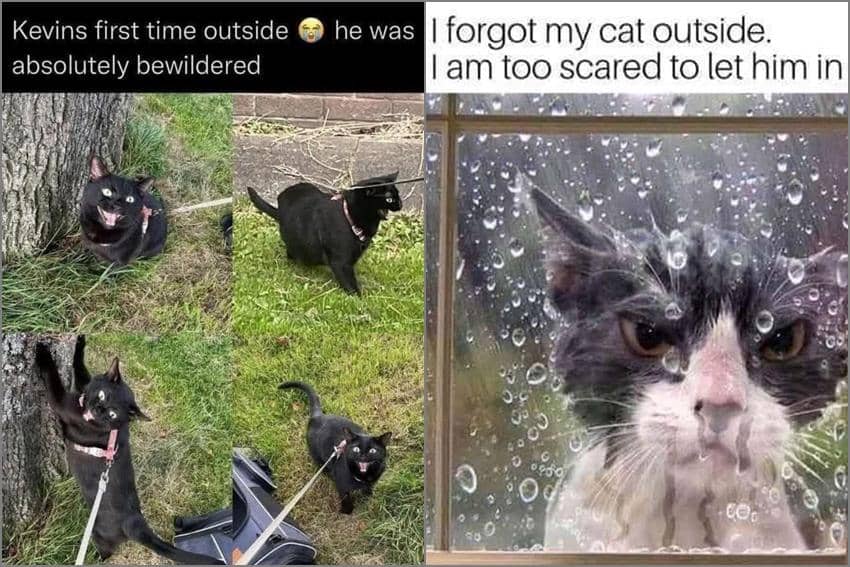 8 Meme Kucing di Luar Rumah, Kerjaannya Berantem Mulu!