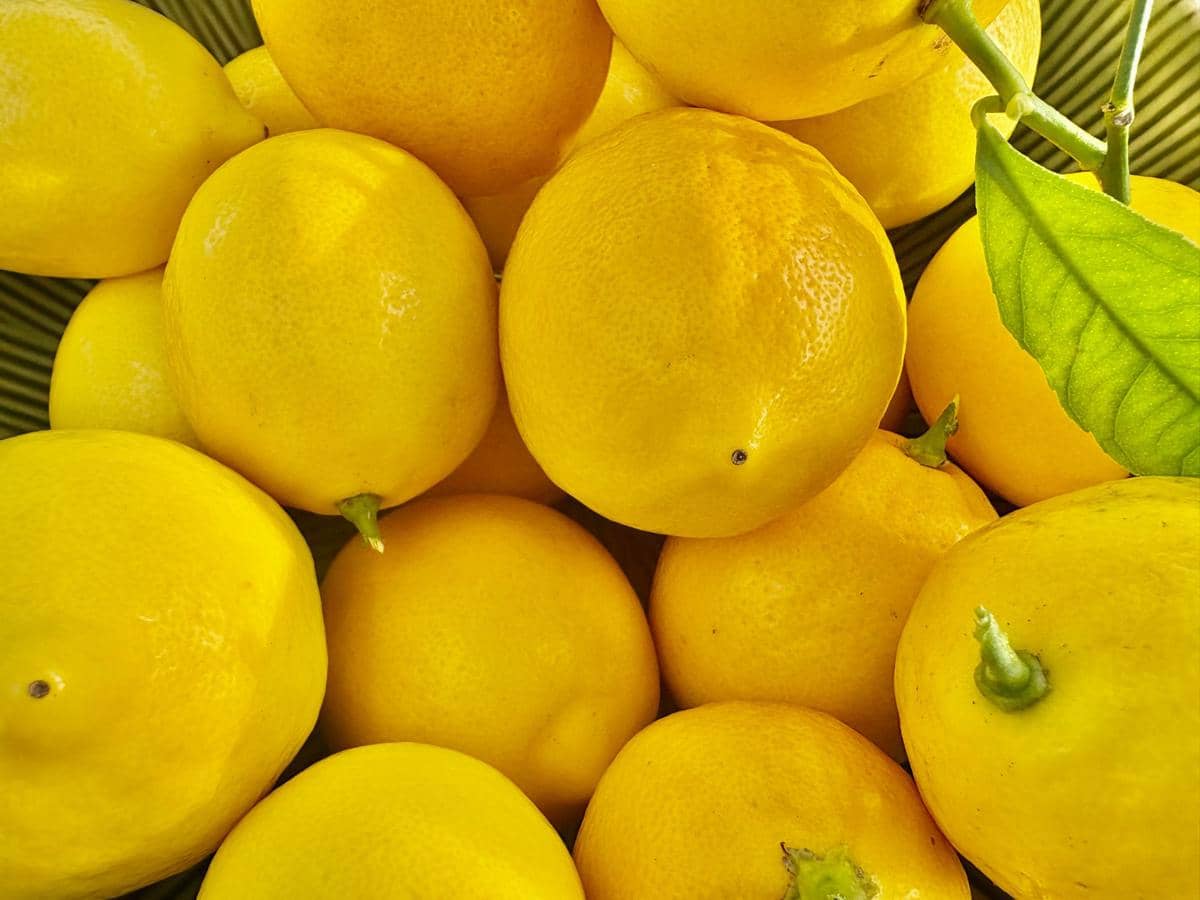 ilustrasi lemon