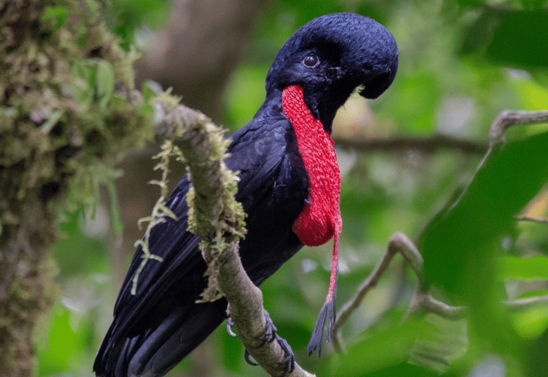 5 Fakta Bare Necked Umbrellabird, Burung Aneh dengan Jambul Menonjol