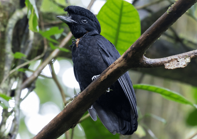 bare-necked umbrellabird