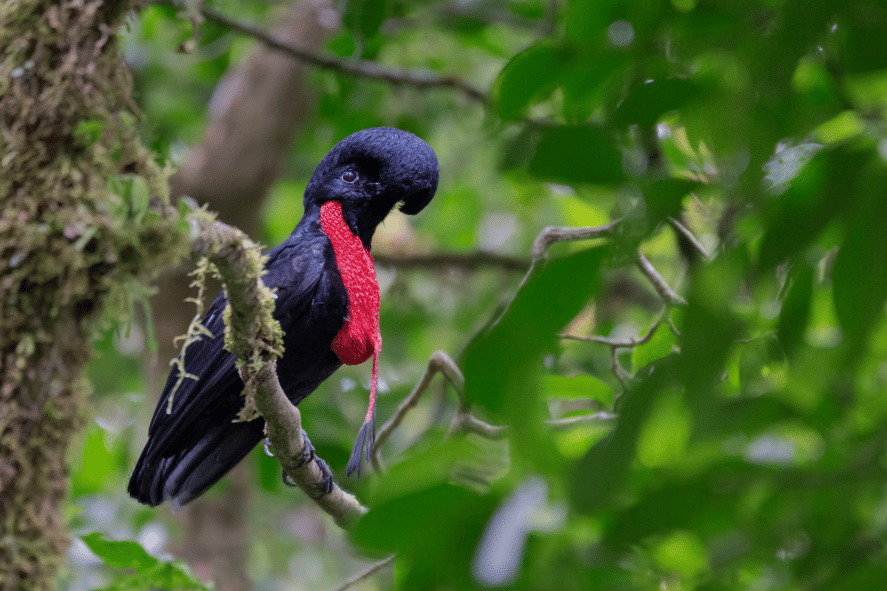 bare-necked umbrellabird