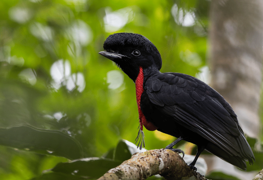 bare-necked umbrellabird