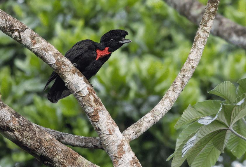 bare-necked umbrellabird