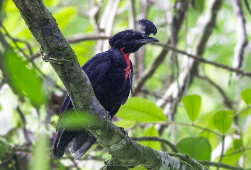 bare-necked umbrellabird
