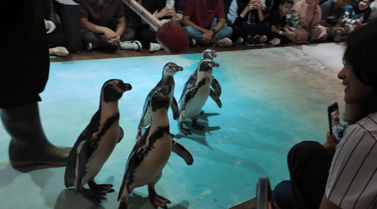 Beberapa penguin berjalan di area pertunjukan Jakarta Aquarium Safari dengan penonton yang duduk mengelilingi mereka.