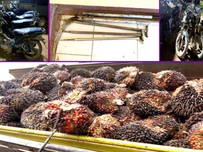 6 Petani Way Kanan Tepergok Curi 5,6 Ton Sawit Milik Perusahaan