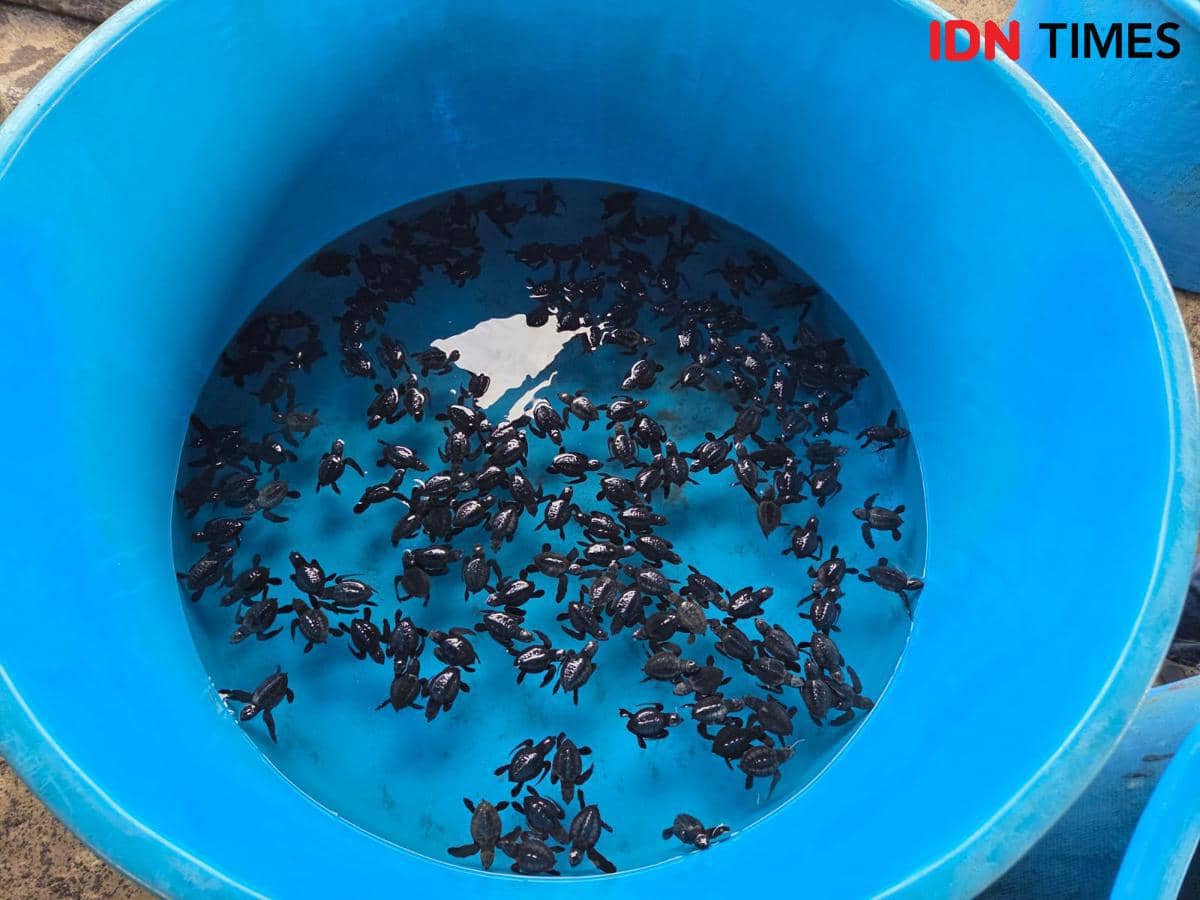 Konservasi penyu di Pantai Yeh Gangga Tabanan 
